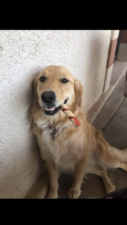 Maggie is a cross between a Golden retriever and a Labrador, also adopted from La Ferme des Rescapés.