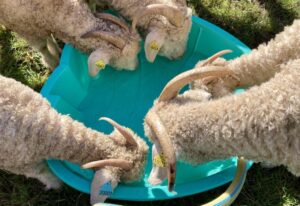 Goat farming - Male Angoras on the Magnifique Mohair farm in SW France