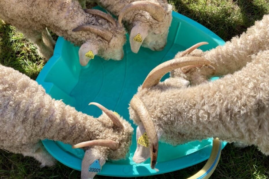 Goat farming - Male Angoras on the Magnifique Mohair farm in SW France