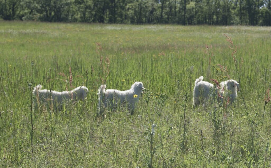 goat farming at magnifique mohair france