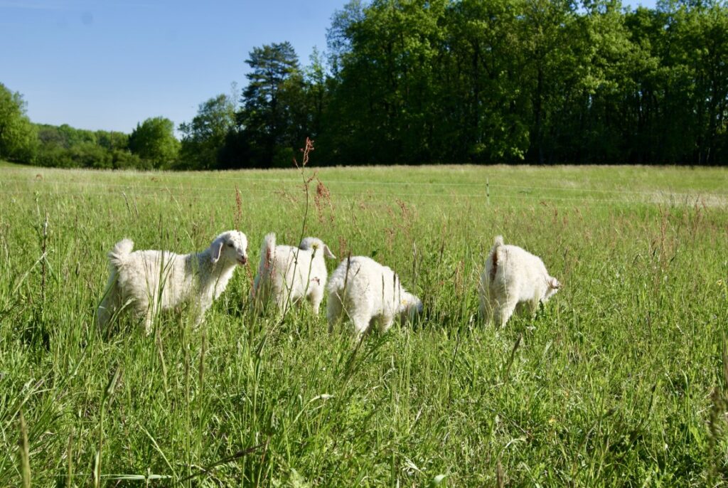 goat farming at magnifique mohair france