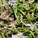 Bees buzzing around the rosemary bush