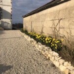 Daffodils Spring 2023 website terms and conditions page