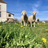 All about us - Le Pouzatel Angoras