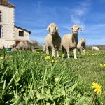 All about us - Le Pouzatel Angoras