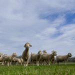 Here come the girls!