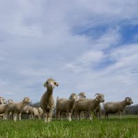 Here come the girls!