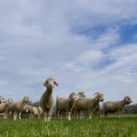 Here come the girls!