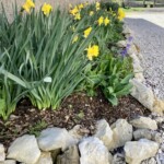 Narzissen im Frühling