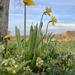 Daffodils - a sure sign of Spring