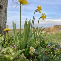 Daffodils - a sure sign of Spring