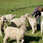 Rose, avec des bisous pour les garçons