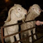 Maousse et ton fils Sultan