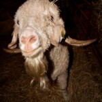 Maousse "Avez-vous vu ma barbe ?"