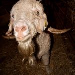 Maousse "Avez-vous vu ma barbe ?"