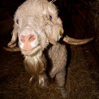 Maousse "Avez-vous vu ma barbe ?"