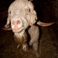 Maousse "Avez-vous vu ma barbe ?"