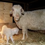 Orbitale with Una and Uma