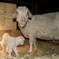 Orbitale with Una and Uma