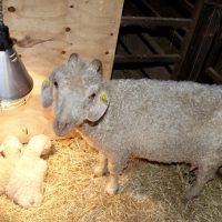 Orbitale with Una and Uma