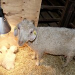 Orbitale with Una and Uma