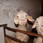 Sunny and her Mum Lumiere