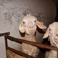 Sunny and her Mum Lumiere