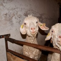 Sunny and her Mum Lumiere