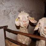 Sunny and her Mum Lumiere