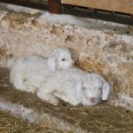 Two tiny baby angora goats, just a few hours old