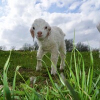 Gallery page and About Angoras