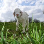 Una and Uma Born March 2023 - all about angoras