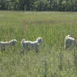 goat farming at magnifique mohair france