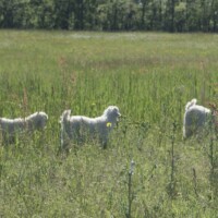 goat farming at magnifique mohair france