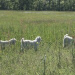 goat farming at magnifique mohair france