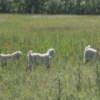 goat farming at magnifique mohair france