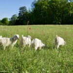 goat farming at magnifique mohair france