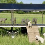 goat farming at magnifique mohair france